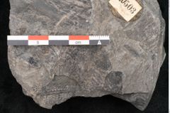 Foto (Detailansicht) von Dictyophyllum obtusilobum Sch. (NHMW-GEO-2024-0188-10503)